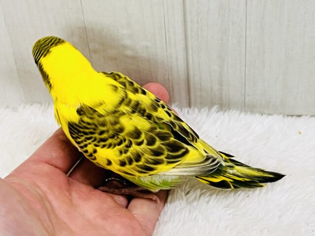 セキセイインコ