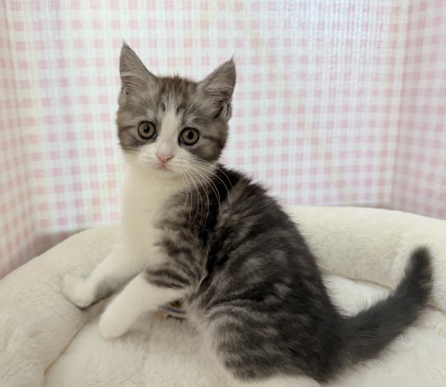 ブリティッシュショートヘア