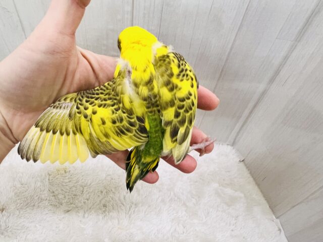 セキセイインコ
