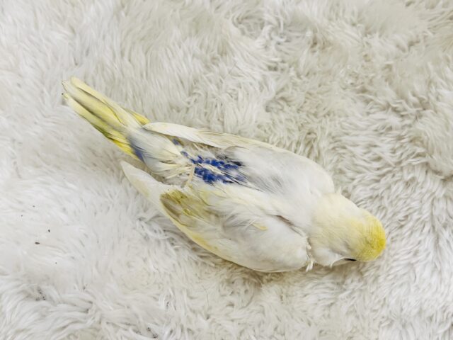 セキセイインコ