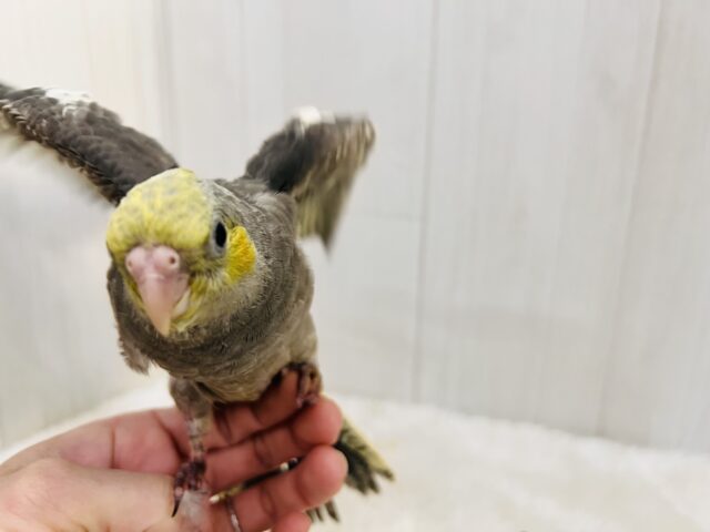 オカメインコ