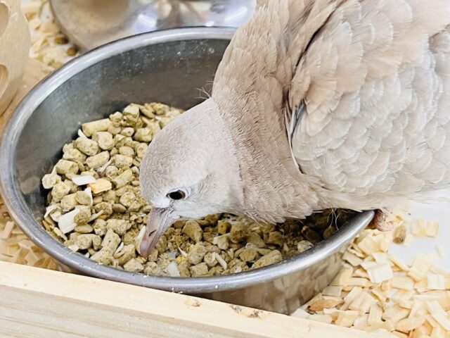 ジュズカケバト