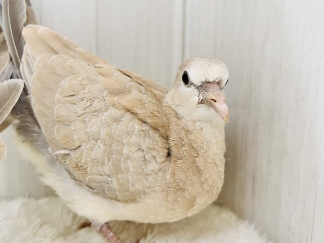 ジュズカケバト