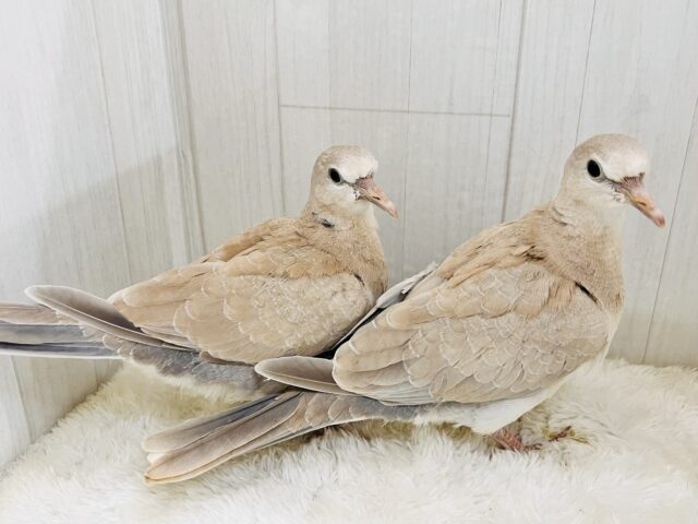 ジュズカケバト