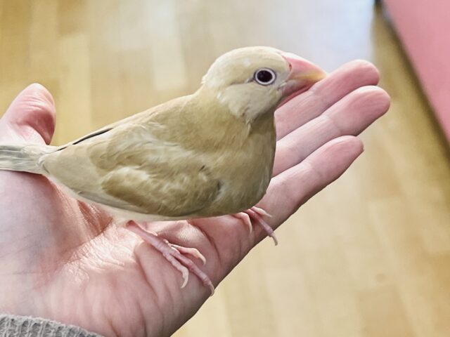 シナモン文鳥