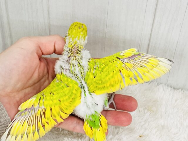 セキセイインコ
