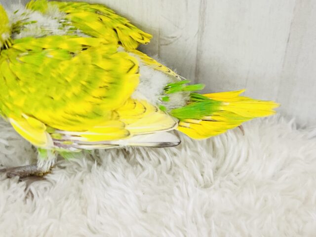 セキセイインコ