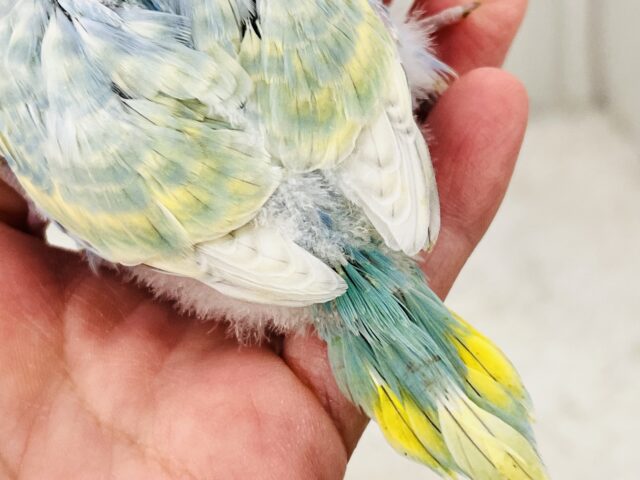 セキセイインコ