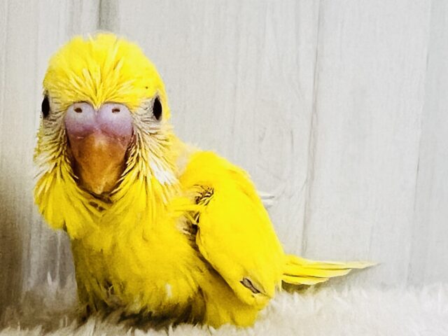 セキセイインコ