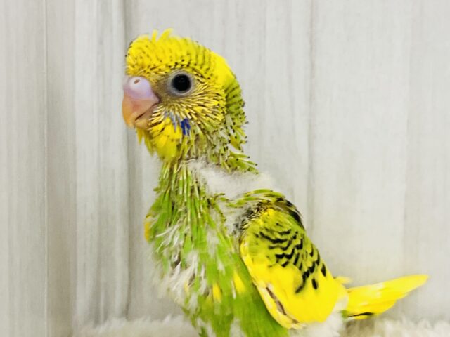 セキセイインコ