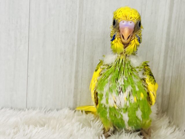 セキセイインコ