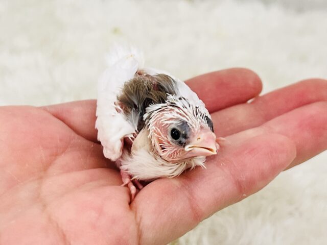 十姉妹（ジュウシマツ）