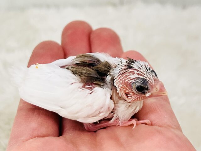 十姉妹（ジュウシマツ）