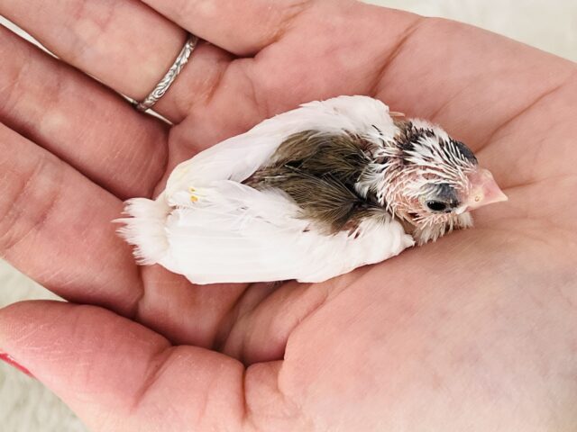 十姉妹（ジュウシマツ）