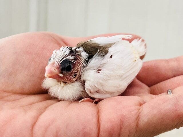 十姉妹（ジュウシマツ）