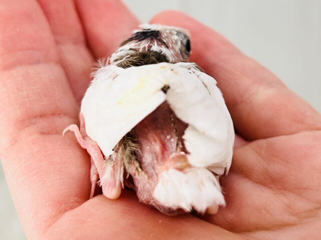 十姉妹（ジュウシマツ）