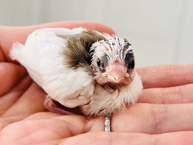 十姉妹（ジュウシマツ）