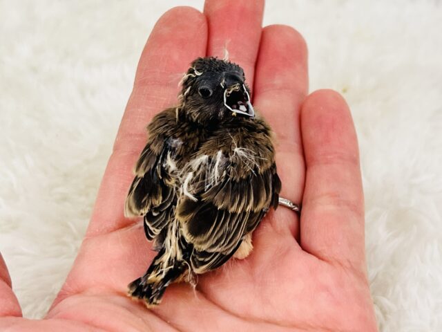 錦花鳥（キンカチョウ）