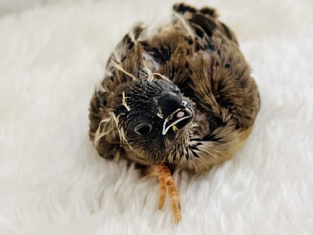 錦花鳥（キンカチョウ）