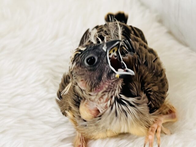 錦花鳥（キンカチョウ）