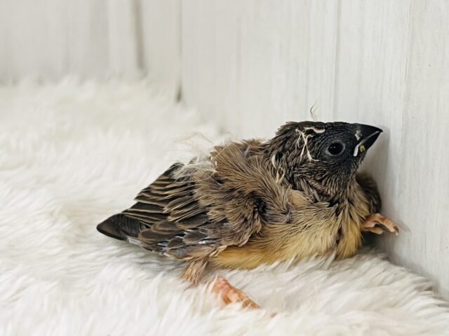 錦花鳥（キンカチョウ）