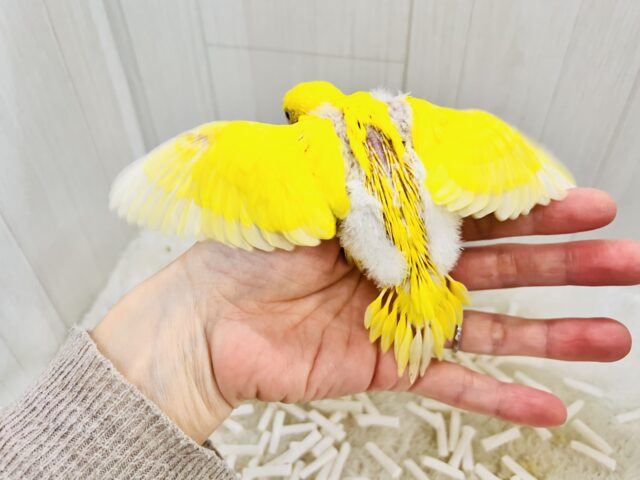 セキセイインコ