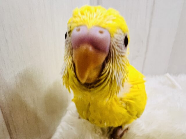 セキセイインコ