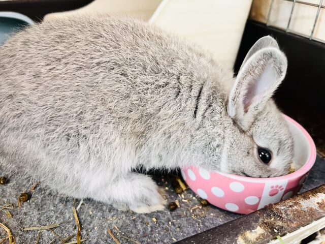 ネザーランドドワーフ