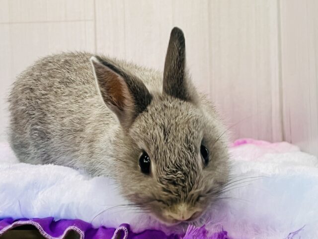 ネザーランドドワーフ