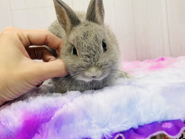 ネザーランドドワーフ