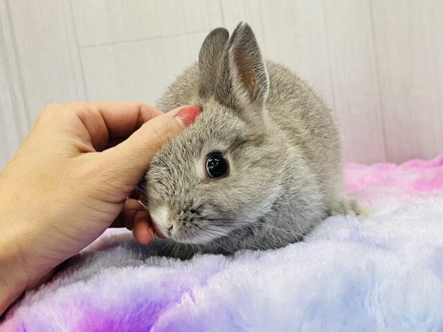 ネザーランドドワーフ