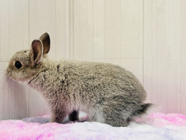 ネザーランドドワーフ