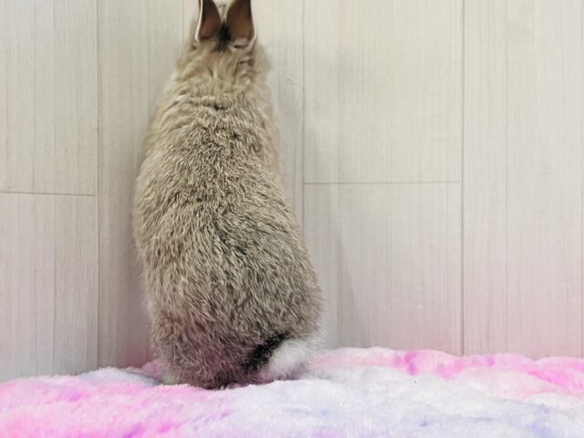 ネザーランドドワーフ