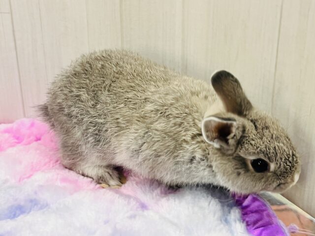 ネザーランドドワーフ