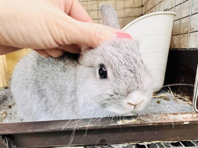 ネザーランドドワーフ