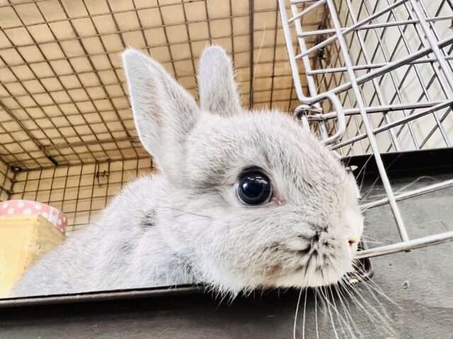 ネザーランドドワーフ