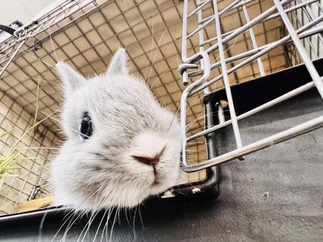 ネザーランドドワーフ