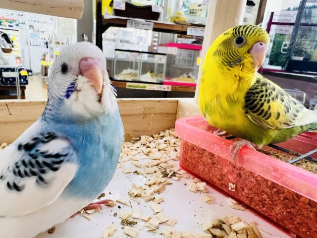 セキセイインコ