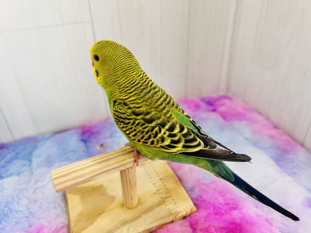 セキセイインコ