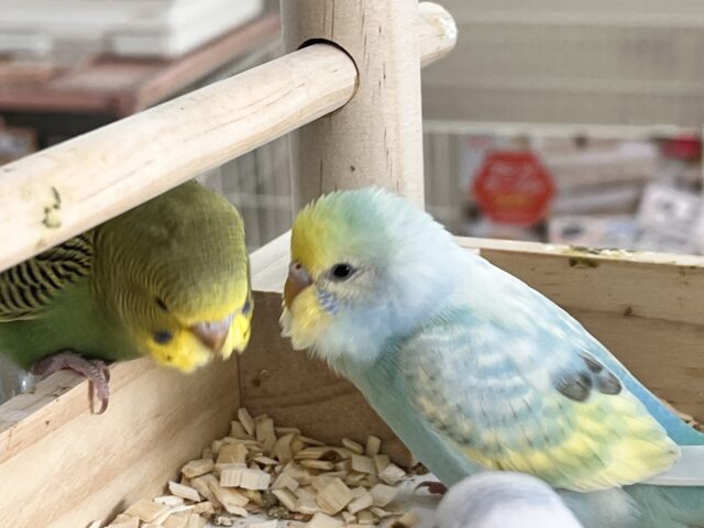 セキセイインコ