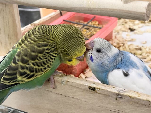 セキセイインコ
