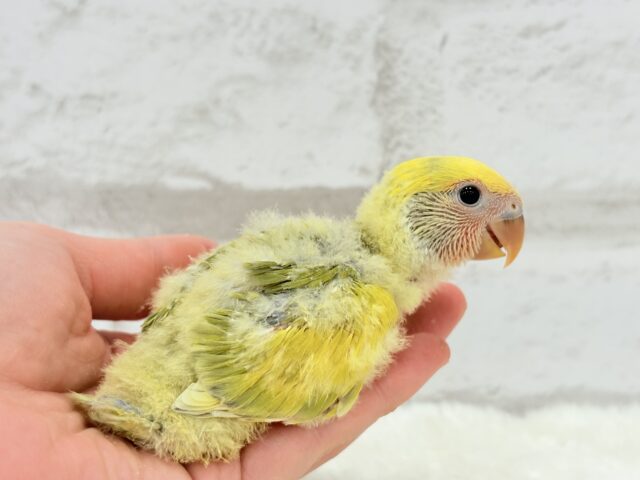 コザクラインコ（小桜インコ）