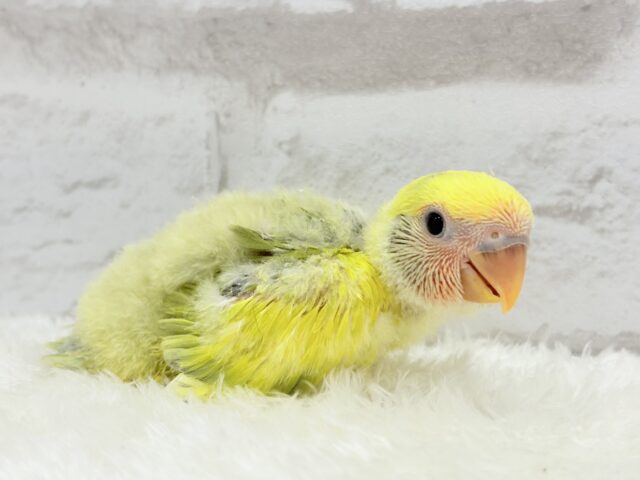 コザクラインコ（小桜インコ）