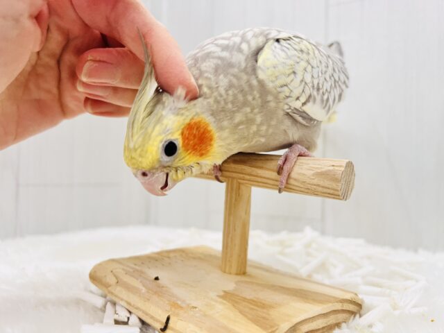 オカメインコ