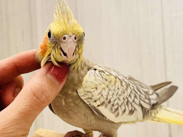 オカメインコ