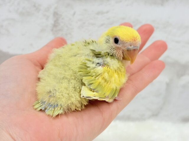 コザクラインコ（小桜インコ）