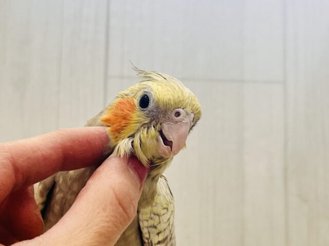 オカメインコ