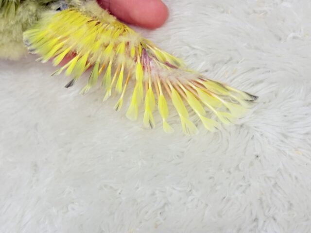 コザクラインコ（小桜インコ）