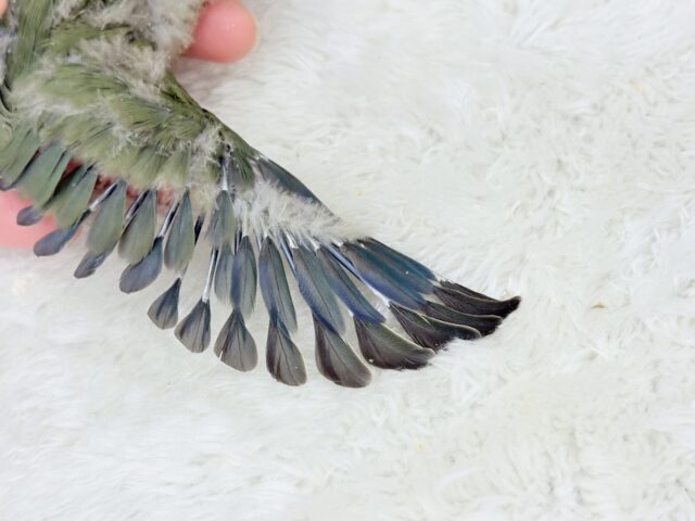 コザクラインコ（小桜インコ）