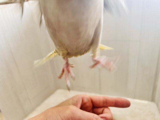 オカメインコ